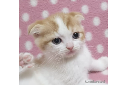 成約済の愛知県のスコティッシュフォールド(折れ耳)-89252の3枚目